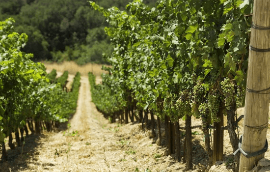 Daou Vineyards Fotos bodegas